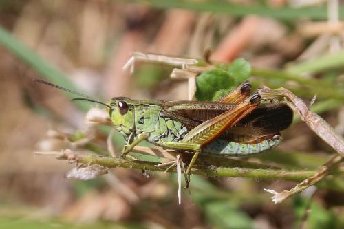 Réf. 239 795 : Stauroderus scalaris scalaris